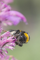 Biene auf Blüte der lemonysop agastaca (Mexikanisches Würzkraut)
