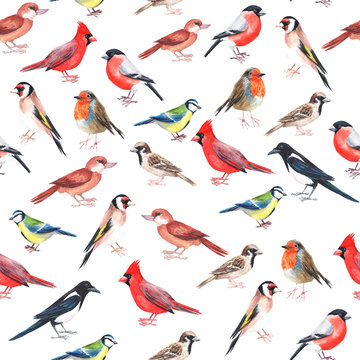 Watercolour hand painted seamless pattern with colourful birds. Use for wrapping paper, notes cover, as a background and ecology decoration, Pattern for birdwatching and ornithology hobby, products.