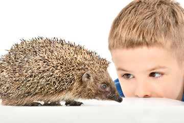 Portrait of a cute boy watching a hedgehog, isolated on white background © sonsedskaya