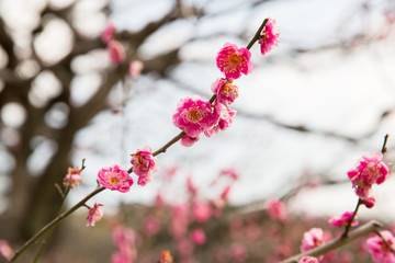 Fototapeta na wymiar nature, botany, gardening and flora concept - close up of beautiful sakura tree blossoms
