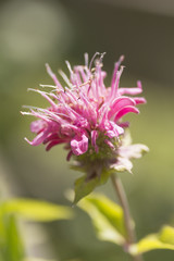 Rosa Goldmelisse - Nahaufnahme