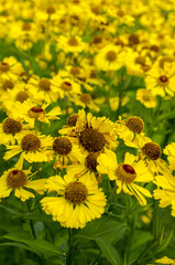 yellow on green, autumn flowers