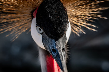 Fototapeta premium portrait of a crowned crane