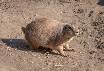 Cute prairie dog 