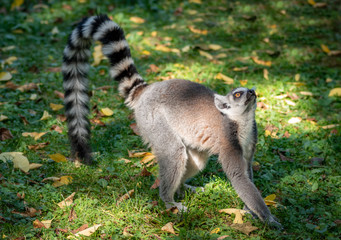 Ring tailed lemur feeding outdoor