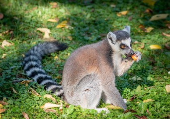 Obraz premium Ring tailed lemur feeding outdoor