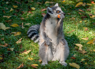 Ring tailed lemur feeding outdoor