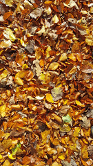 brown golden autumn leaf with drops of water on the surface