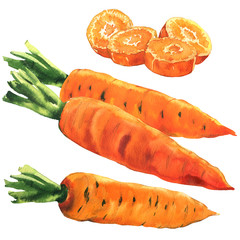 Fresh whole carrot, cut round pieces, set carrots, food, vegetable isolated, hand drawn watercolor illustration on white