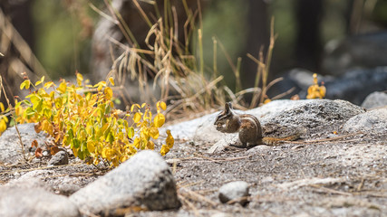 Streifenhörnchen (Backenhörnchen bzw. Chipmunks) in Kalifornien