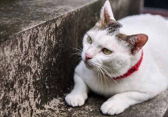 Portrait of cute cat lay down at stair