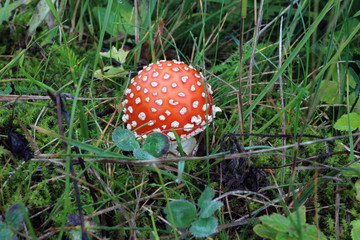 Amanita muscaria, Fly agaric mushroom