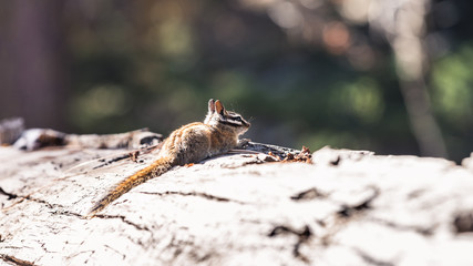 Streifenhörnchen (Backenhörnchen bzw. Chipmunk) im Sequoia National Park