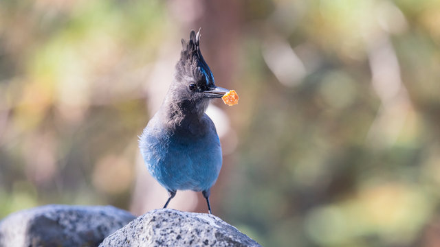 Singvogel Diademhäher im Sequoia National Park
