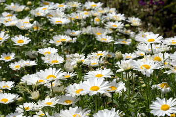 Chamomile flowers in full bloom in the sunlight