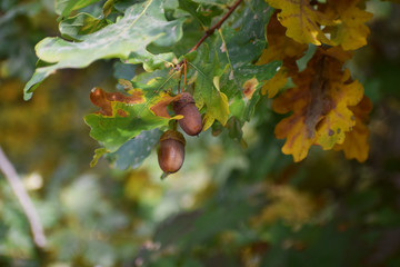 oak leaves and acorns