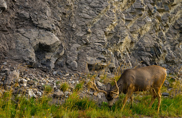 Elk with big antler eating grass along a road in Canada © sittichana