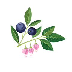 Sprig of blueberries on a white background.