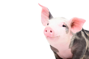 Portrait of a cute cheerful pig, isolated on white background