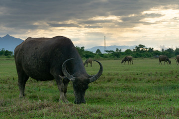 Buffalo in Open farm