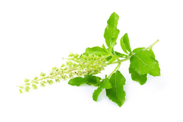 Asian Thai basil fragrant green herb isolated on white background