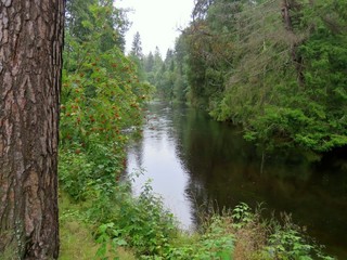 река, рябина, лес