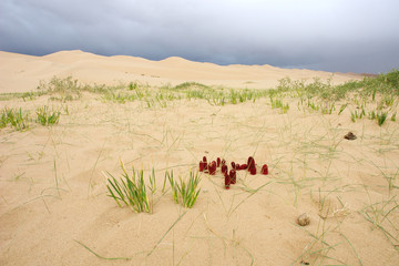 Goyo flower on Gobi desert, Mongolia   © robnaw