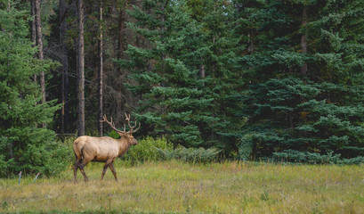 Elk with big antler eating grass along a road in Canada © sittichana