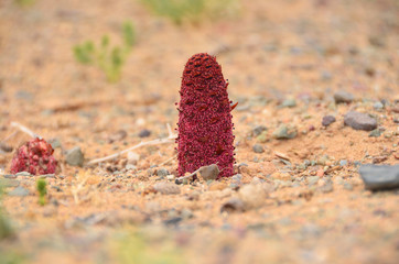 Goyo flower on Gobi desert, Mongolia   © robnaw