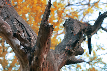 old textured dried-up tree at the beginning of the spring