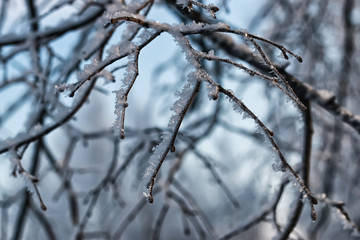 winter snow covered tree branches