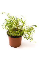 Pot with thyme plant isolated on white background