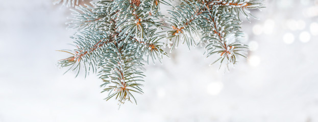 Frozen branches of fir tree. Horizontal banner