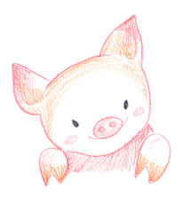 Portrait of a cute pink baby piglet hand drawn with pencil on clean white background