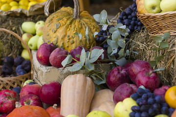 in the garden: the autumn harvest fruit in the hay.