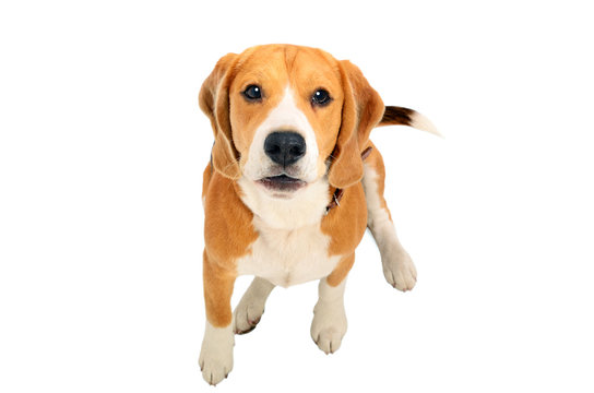 Portrait of a cute barks Beagle dog, top view, isolated on white background