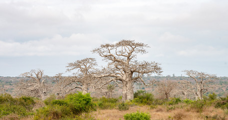 Baobab tree Angola, Luanda trees near the sea. Travel to Luanda, Angola in West-Africa to see...
