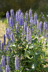 Gartensalbei, Pflanze mit Blüten