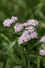 Schafgarben (Achillea) rosa Blüten