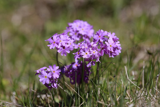 Mehlprimel (Primula farinosa) 