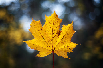Autumn leaves in the parks as a backdrop