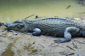 Cocodrilo amazonas 3