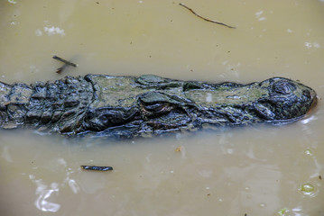 Cocodrilo amazonas 2