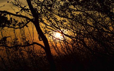 sunset in the forest