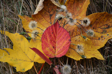 colorful autumn leaves