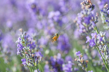 Fototapeta premium Pająk na lawendowych kwiatach w słonecznym dniu