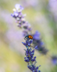 Ladybug on lavender flowers in sunny day
