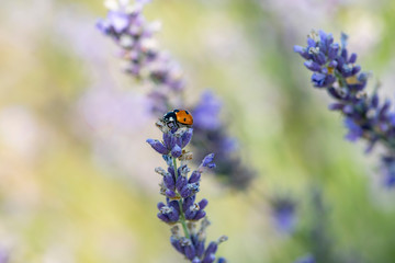 Ladybug on lavender flowers in sunny day
