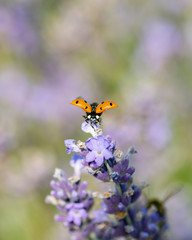Ladybug on lavender flowers in sunny day