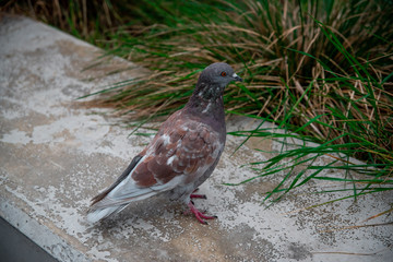 A beautiful pigeon, on a concrete parapet on a background of grass.